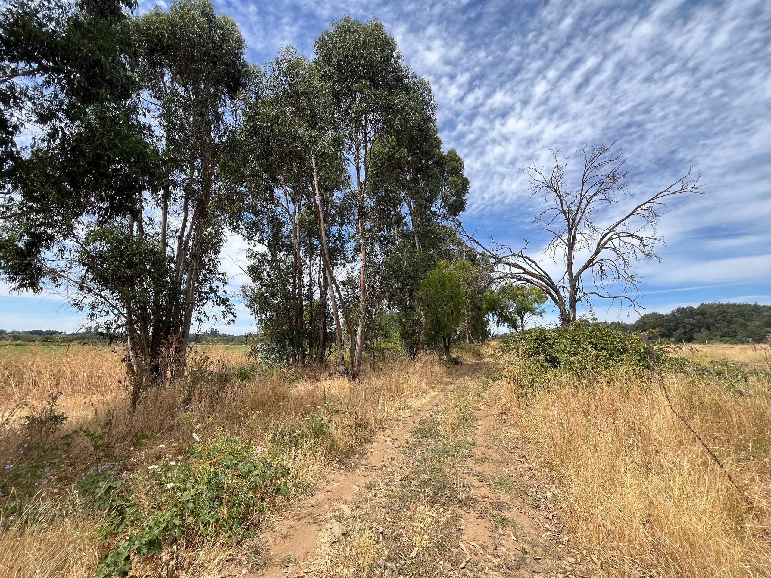 campo-praderas